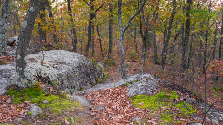 rocky outcroppings and autumnal views at a Jenny Jump State Forest trail