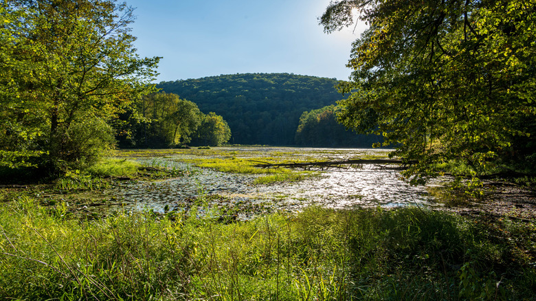 Ghost Lake shoreline views in Jenny Jump State Forest, New Jersey