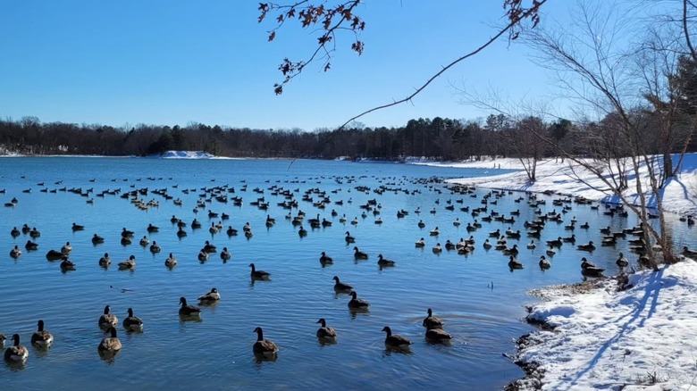 Ducks swimming at lake in winter