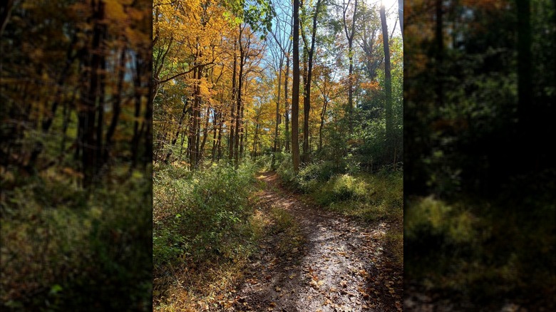 Milford Bluffs hiking trail in autumn
