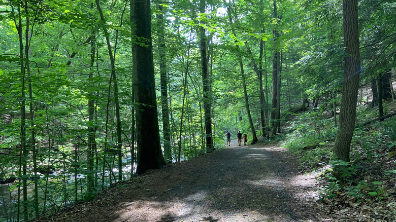 Three hikers on a wide hiking trail in Hacklebarney State Park in Morris County, New Jersey
