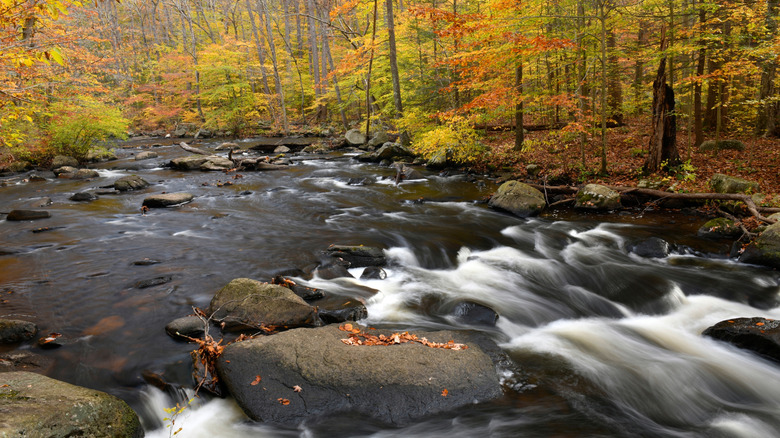 Rushing water during fall foliage in Hacklebarney State Park in Morris County, New Jersey