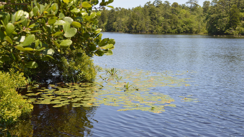 Water plants grow on the surface of Parvin Lake in the summer.