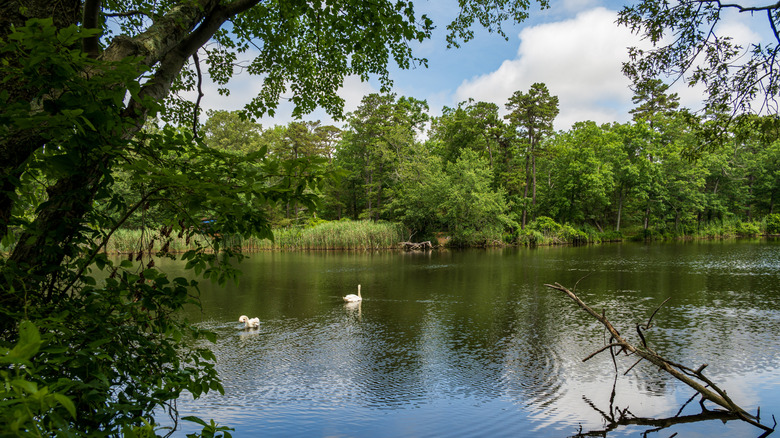 Two geese float on the calm waters of Parvin Lake in New Jersey.