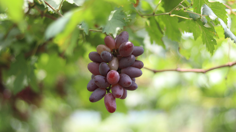 Grapes growing on a vine