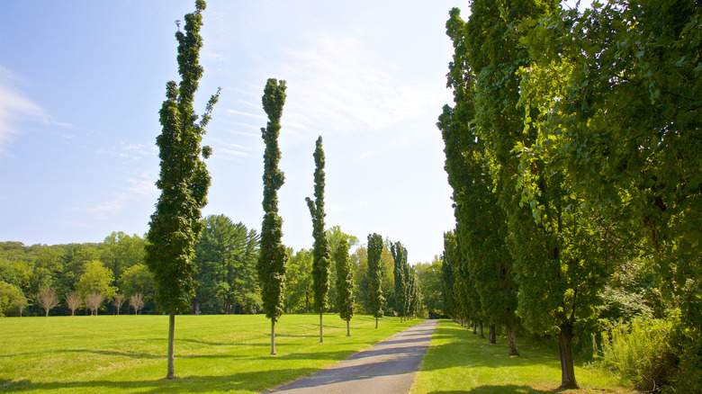 A trail at Ringwood State Park, New Jersey