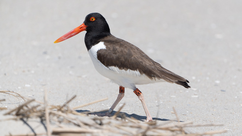 A close shot of an oystercatcher on the beach at Cape May Point State Park.