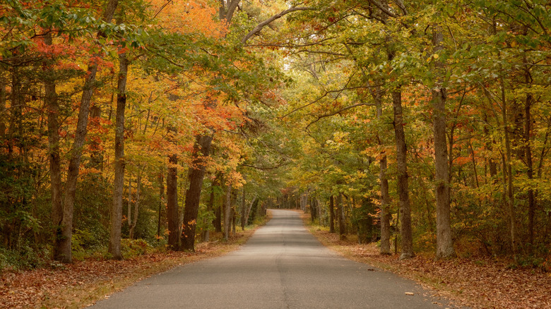 A road through a forest in Vernon, New Jersey