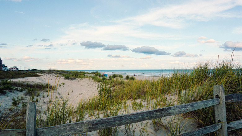 Dunes and beach grass near Sea Isle City, NJ.