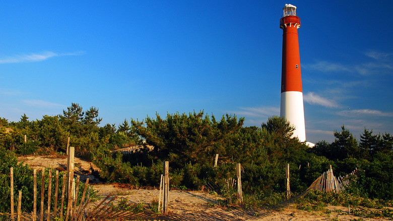 Coastal vegetation and a view of the Barnegat Lighthouse in New Jersey