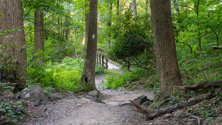 Wooded hiking trail in Hardwick Township