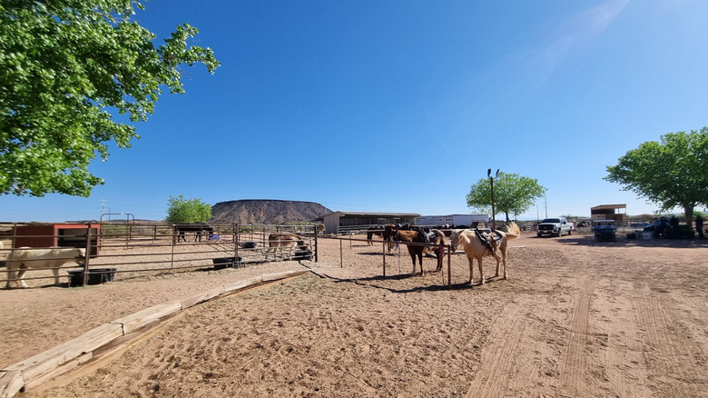 Horses on the grounds of Tamaya Resort and Spa with mountains in the background