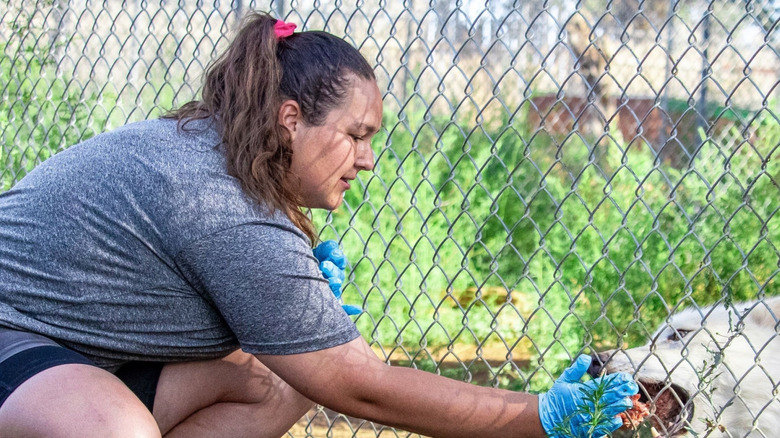 Woman feeding a wolf at the Wild Spirit Wolf Sanctuary