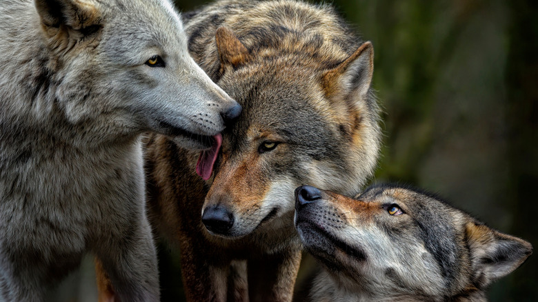 Wolves in a pack licking each other