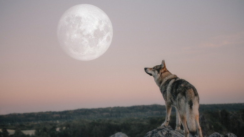 Wild wolf looking at the moon in a rocky landscape