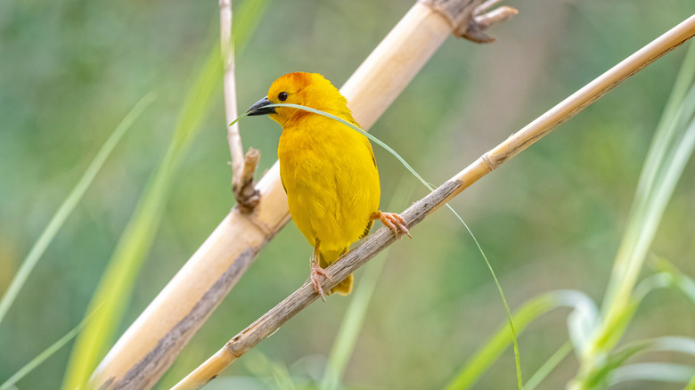 African eastern golden weaver found at Alameda Park Zoo in Alamogordo, New Mexico