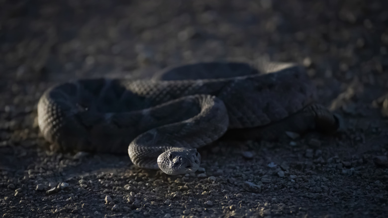 Western Diamondback Rattlesnake