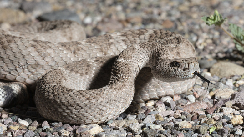 Rattlesnake in New Mexico