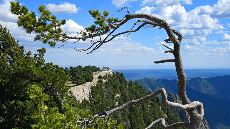 Twisted tree frames Kiwani Cabin ruins on the La Luz Trail in Albuquerque