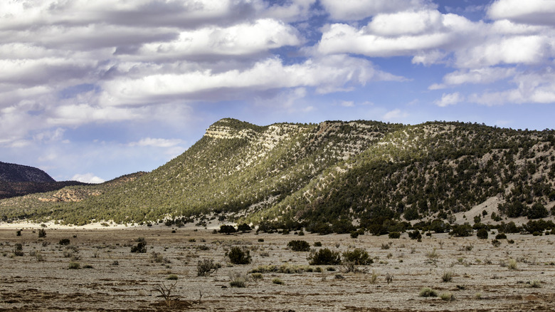 Cibola National Forest near Grants, New Mexico
