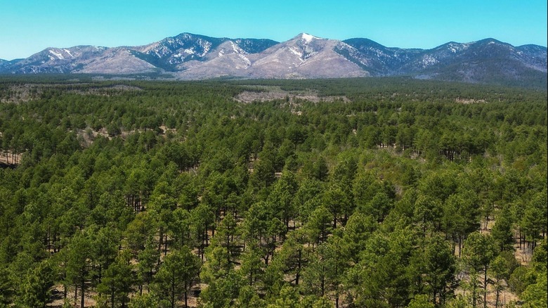 Ponderosa Pine forest in the Manzano Mountains