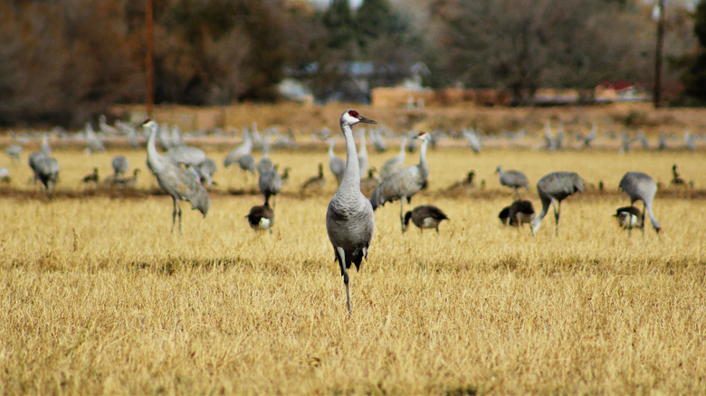 Sandhill cranes at Los Poblanos in Los Ranchos de Albuquerque