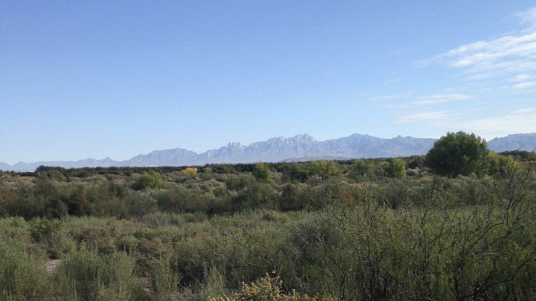 Mesilla Valley Bosque State Park on a bright sunny day