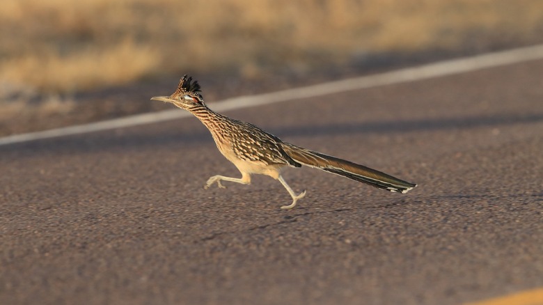 A road runner runs arcross the road in New Mexico