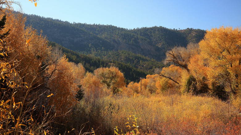 Leaves changing to vibrant colors in northern New Mexico