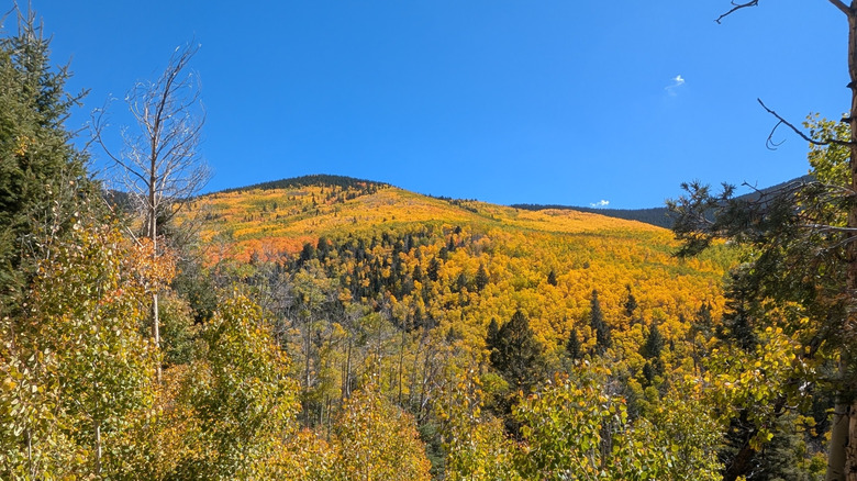 The pines and mountain vistas at Hyde Memorial State Park, New Mexico