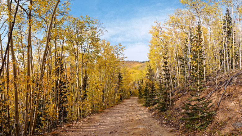 Golden Forest of Exploding Quaking Aspens - Santa Fe National Forest New Mexico