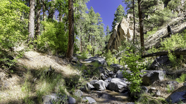 A stream runs through a valley with rocks and trees