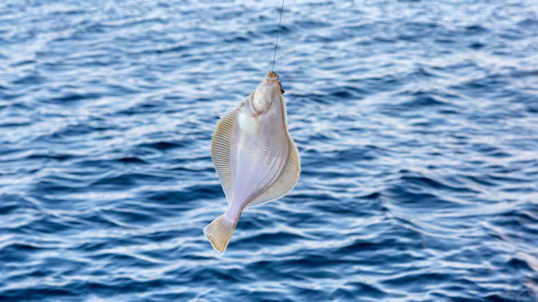 A flounder fish hooked on a line