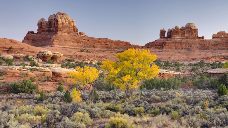 Fall foliage against red rock formations in Canyonlands National Park