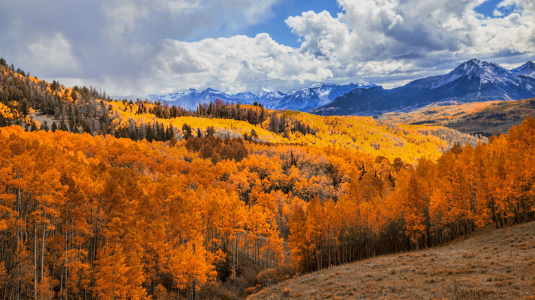 Glowing aspens in the San Juan Mountains, Colorado