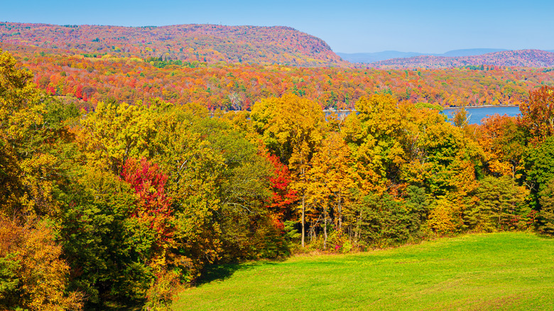 View of a forest in the Catskills in the autumn