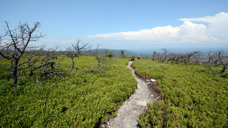 Trail Near Sam's Point In Minnewaska State Park Preserve, New York