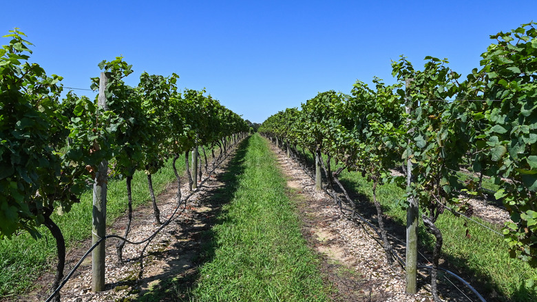 North Fork winery in New York's Long Island
