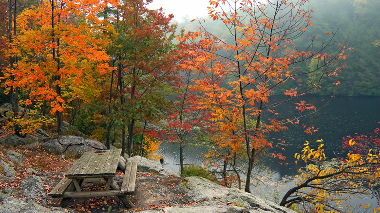 fall trees and a picnic bench on a river