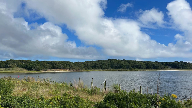 Greenery surrounding the coast in Eastport, New York