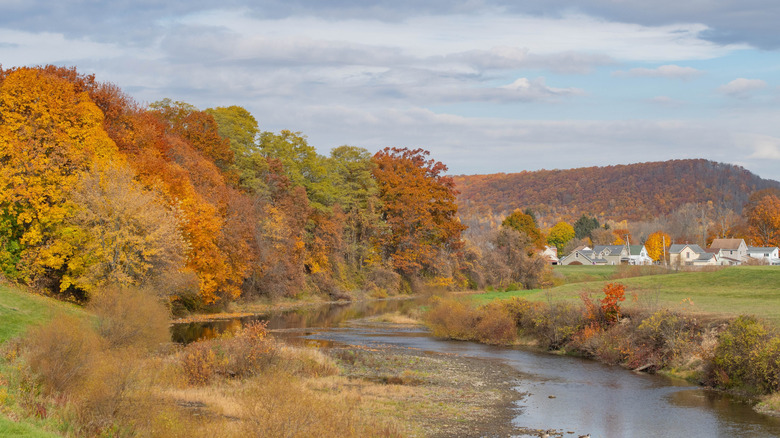 Trees changing color during fall in Olean, New York