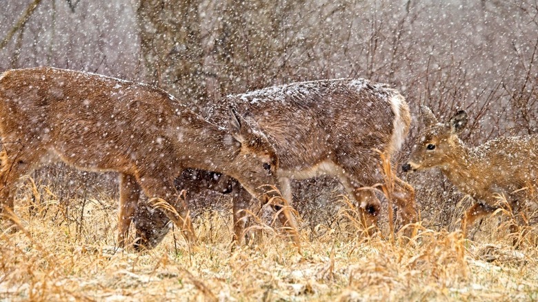 Deer cavort in the falling snow and brittle grasses of Tifft Nature Preserve, New York State