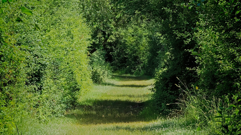 A tunnel of hedges and trees encircles a grassy trail in Tifft Nature Preserve, New York State