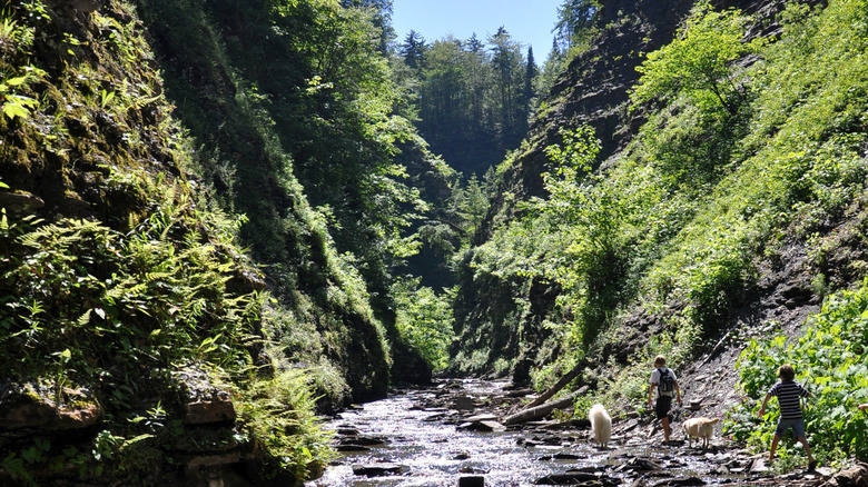 Young hikers and dogs walking through the gorge at Whetstone Gulf State Park