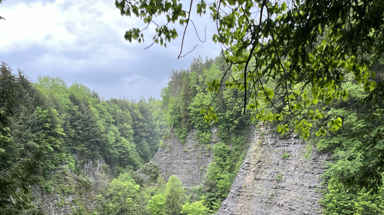 Sheer gorge walls in Whetstone Gulf State Park