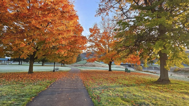 Sidewalk in Hornell, New York, during autumn with leaves on the ground covering the walkway.