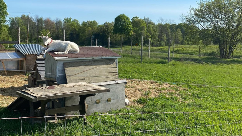 A goat sitting on a shack at the Gatherwild Ranch in upstate New York