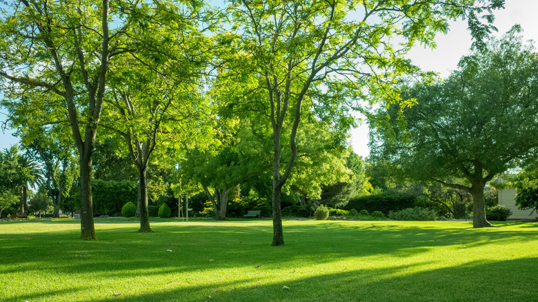 Trees on a grassy lawn in a local park.
