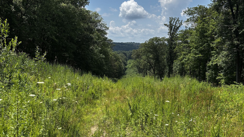 Grassy trail surrounding by forest and hills in the Sylvan Glen Park Preserve in New York