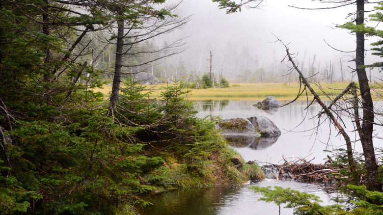 Lake Tear of the Clouds, on a foggy morning, Adirondack Mountains, New York